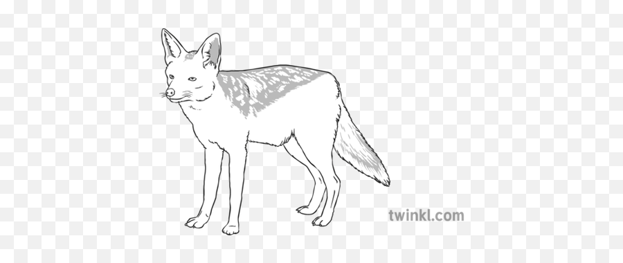 Jackal Black And White Illustration - Jackal Black And White Png,Jackal Png