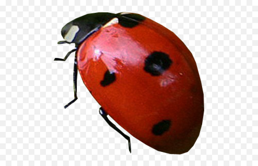 Lady Bug Png Free Download 2 - Ladybug With Transparent Background,Lady Bug Png