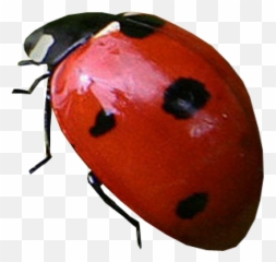 Lady Bug Png Free Download 2 - Ladybug With Transparent Background,Lady Bug Png