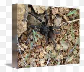 Tarantula By Deborah Byrd - Carpenter Bee Png,Tarantula Png