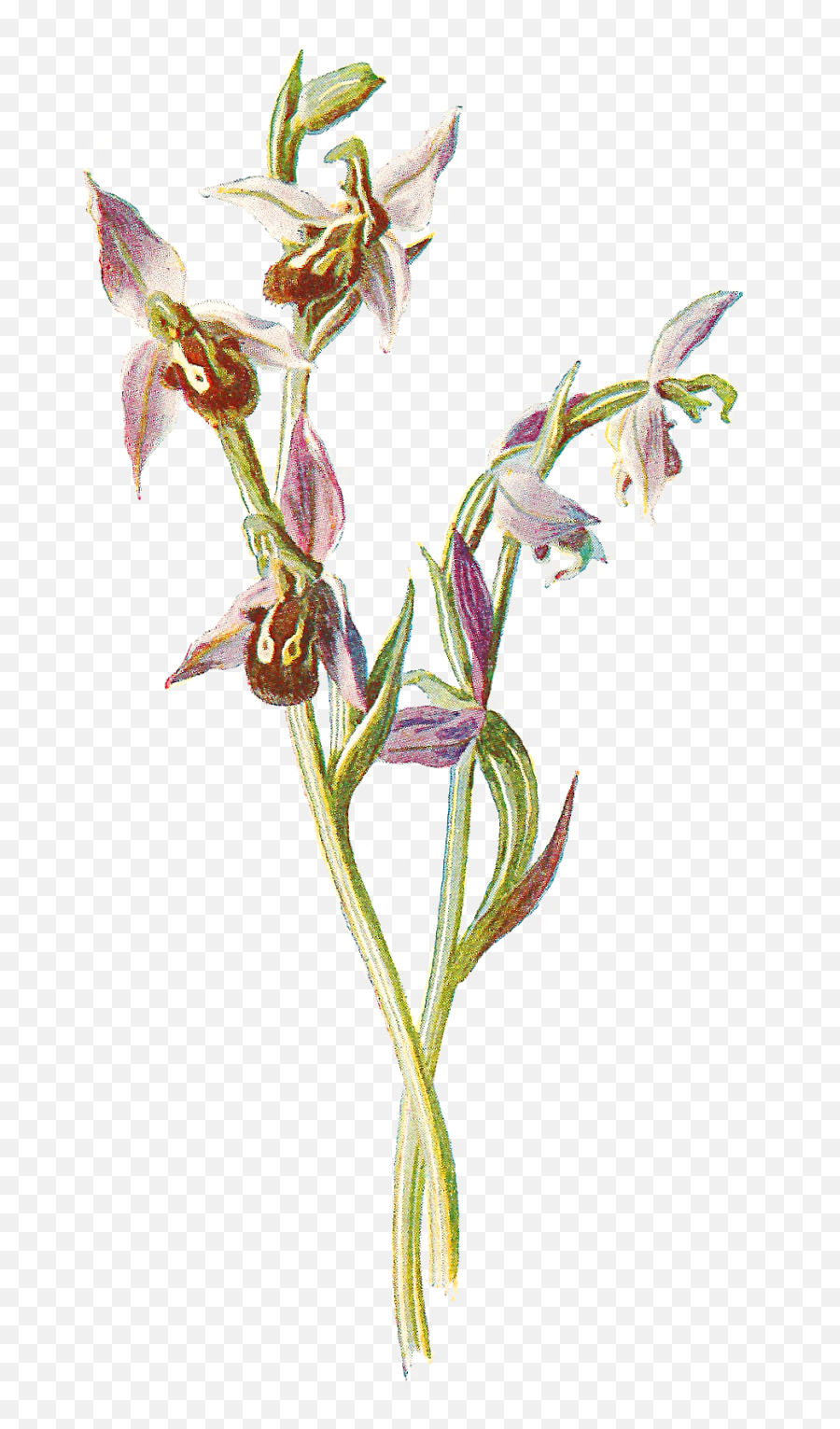 Antique Images Free Digital Wildflower Download Orchid - Bee Orchid Antique Illustration Png,Orchid Png