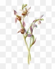 Antique Images Free Digital Wildflower Download Orchid - Bee Orchid Antique Illustration Png,Orchid Png