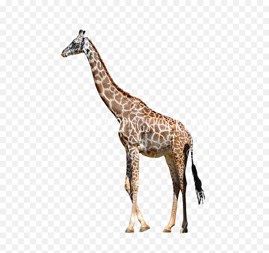 Giraffe - Northern Giraffe Png,Giraffe Transparent