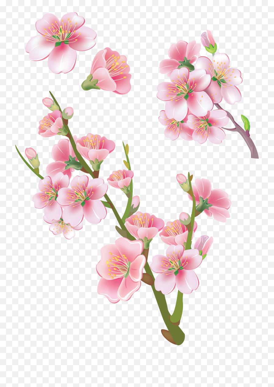 Download Sakura Png Image With No - Transparent Png Bunga Sakura Png,Sakura Png
