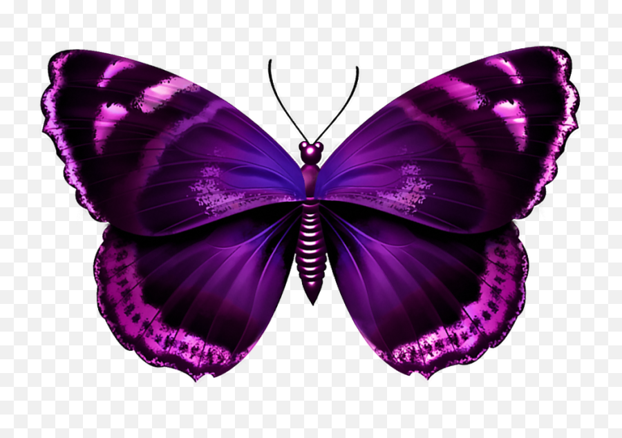Download Free Png Purple Butterfly - Butterfly Purple And Pink,Butterfly Transparent