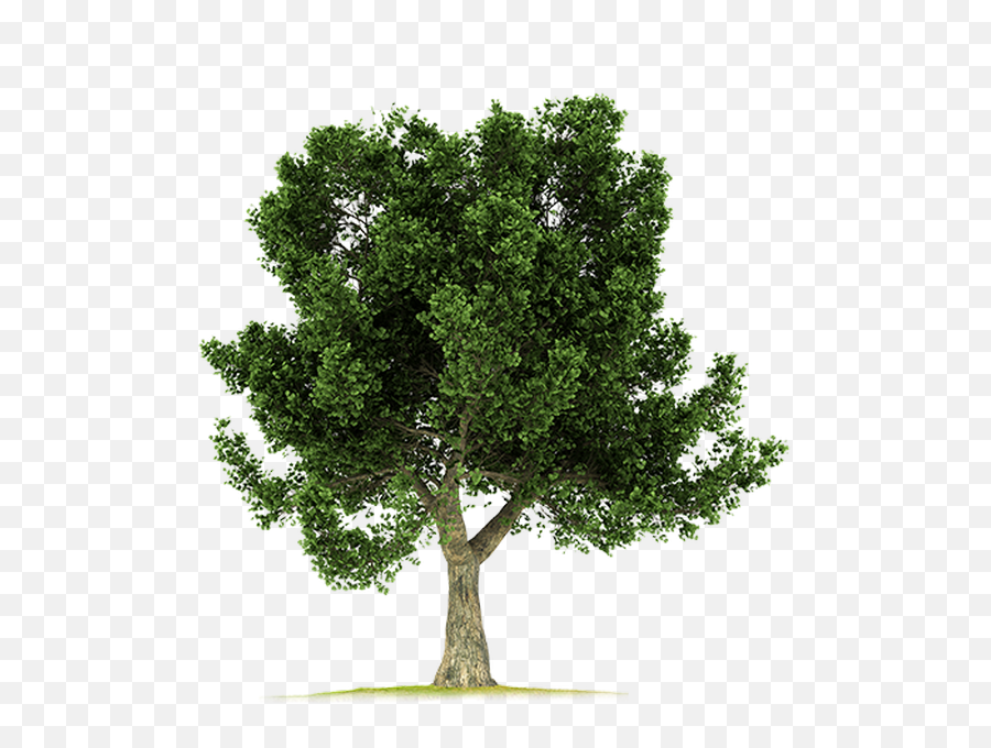 Download Corkoak - Eucalyptus Tree 3d Model Png,Big Tree Png