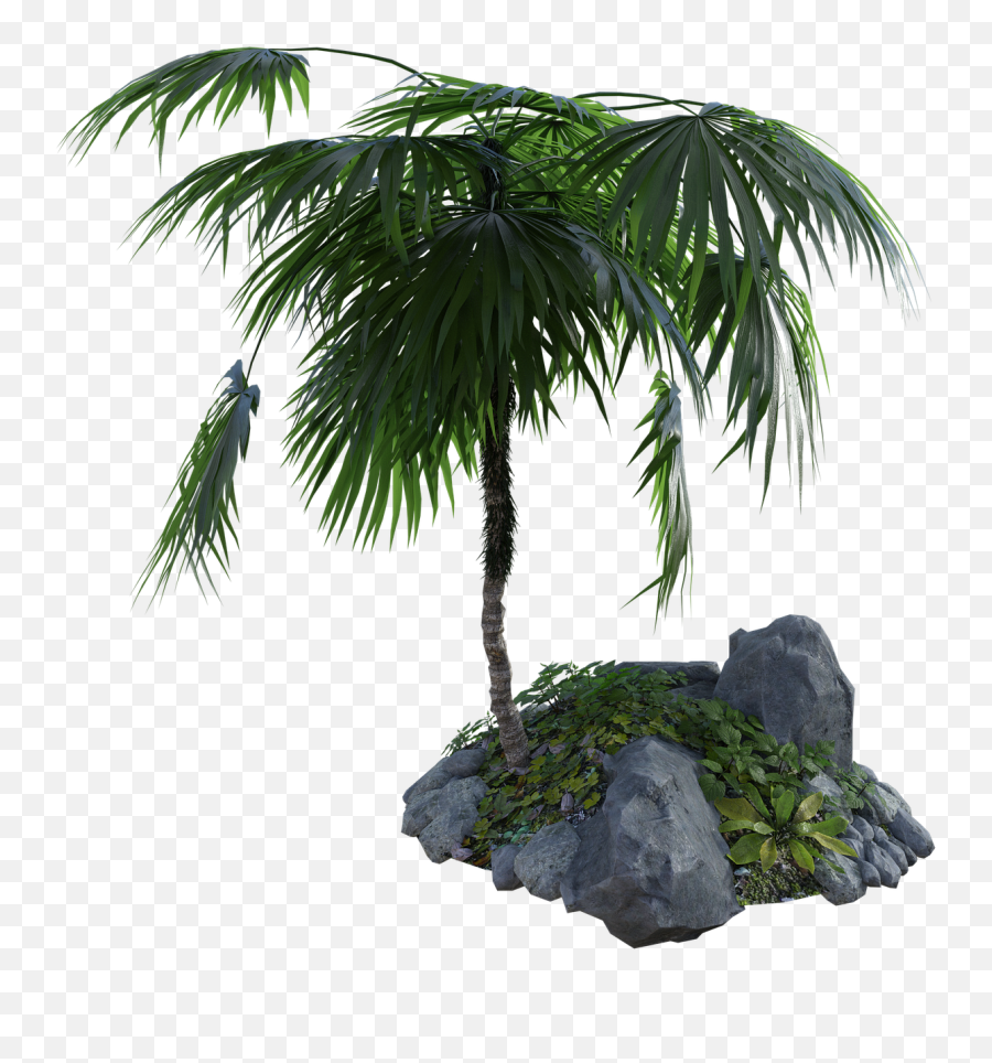 Tropical Palm Tree - Rock Png Palms,Tropical Tree Png