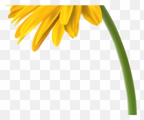 Gerbera Clipart Four Flower - African Daisy Png Download Yellow Daisy Flower Clipart,Daisy Png