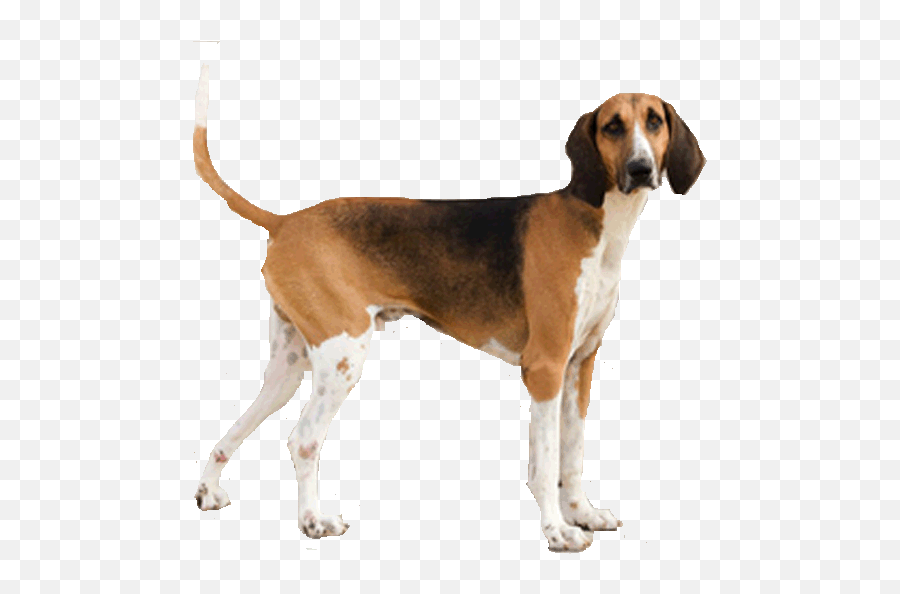 Gallery - English Foxhound Png,Foxhound Icon
