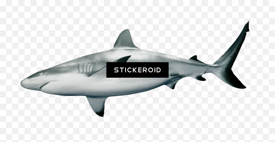 Download Shark Sharks - Black Tip Reef Shark Transparent White Shark Transparent Png,Sharks Png