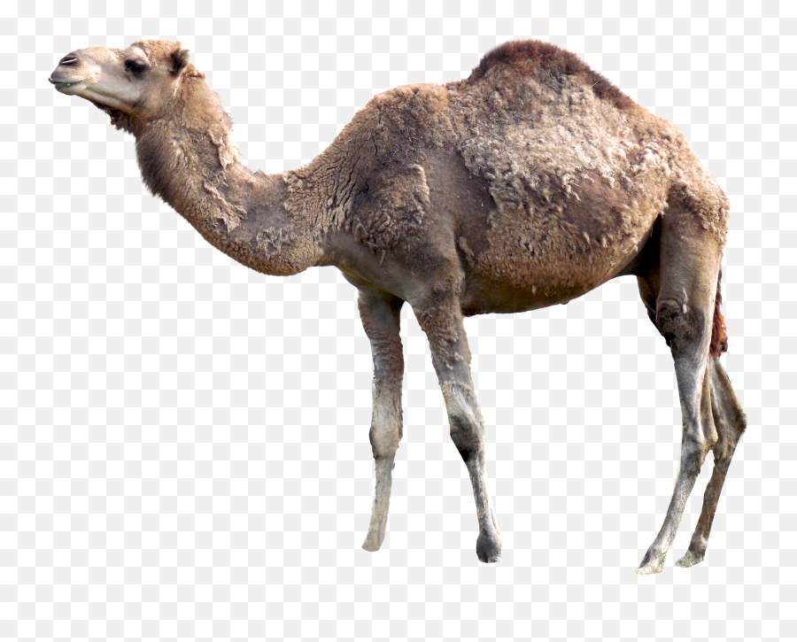 Camel Baby Transparent U0026 Png Clipart Free Download - Ywd Camel Pic Transparent Background,Baby Clipart Transparent