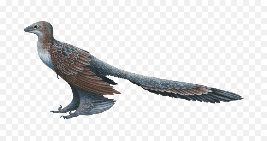 Filechangyuraptorpng - Wikipedia Micro Raptor,Pterodactyl Png