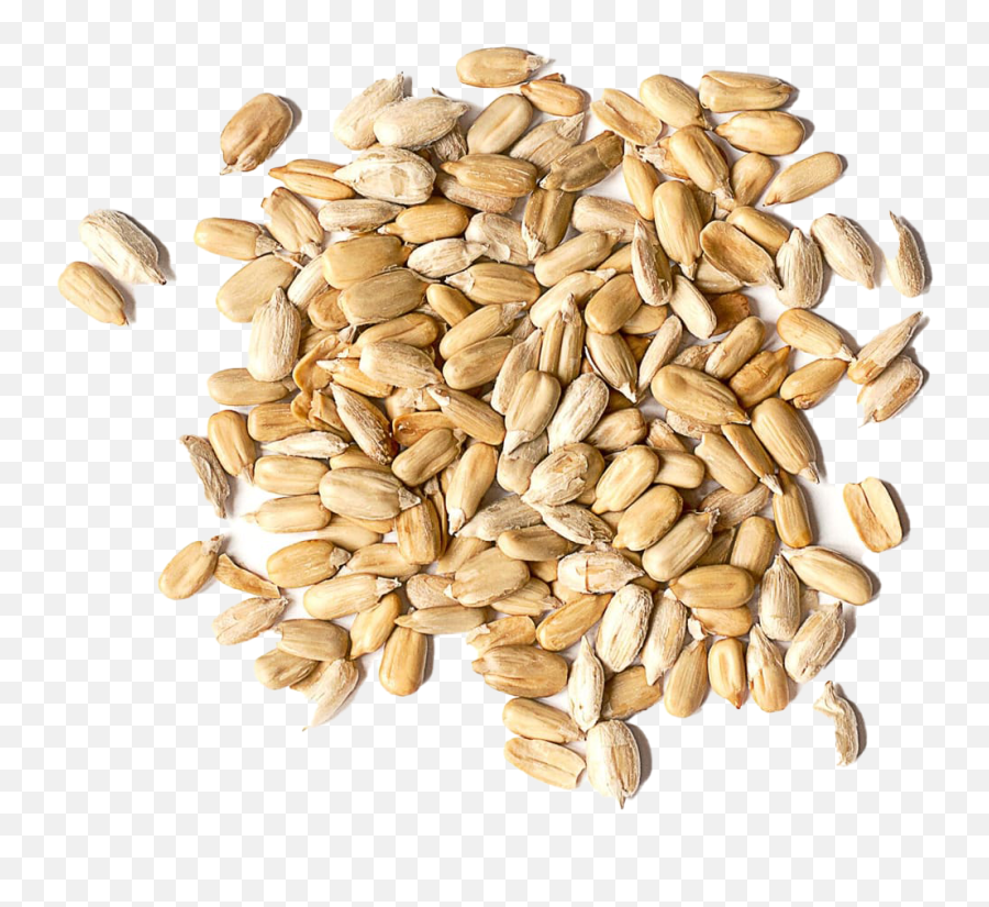 Sunflower Seeds Transparent Png - Sunflower Seeds Png,Seed Png
