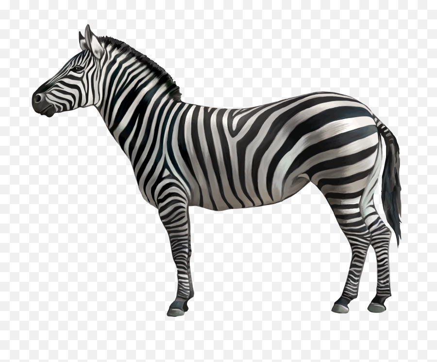 Download Animals Png - Zebra Png,Animals Transparent Background