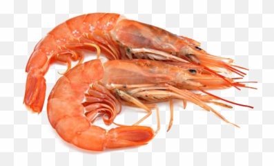 Shrimp Transparent Background - King Prawn Cooked Png,Shrimp Png