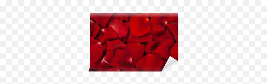Red Rose Petals Wall Mural Pixers - Wrapping Paper Png,Rose Petals Transparent Background