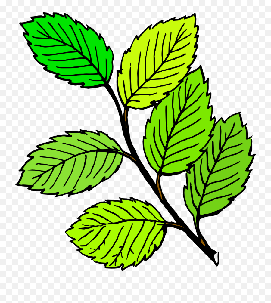 Download Spring Leaf Image Png Clipart Free - Clip Art Of Leaves,Leaves Clipart Png