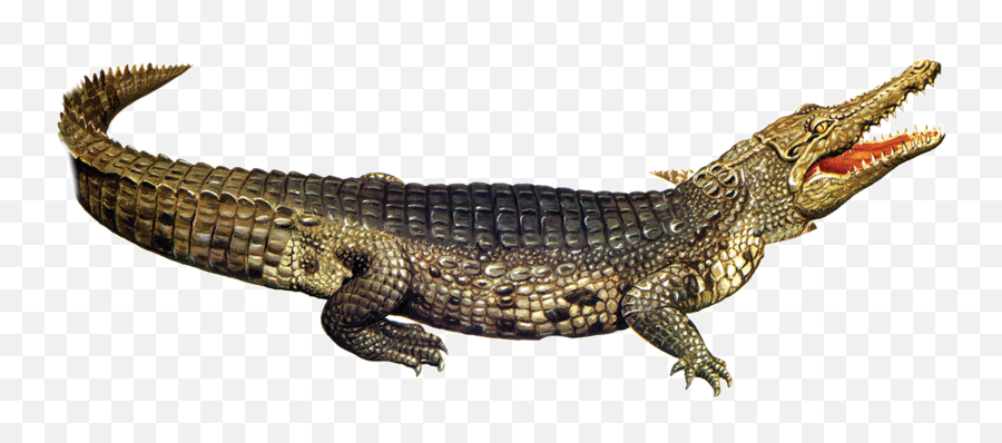 Nile Crocodile American Alligator - Crocodile Png,Crocodile Png