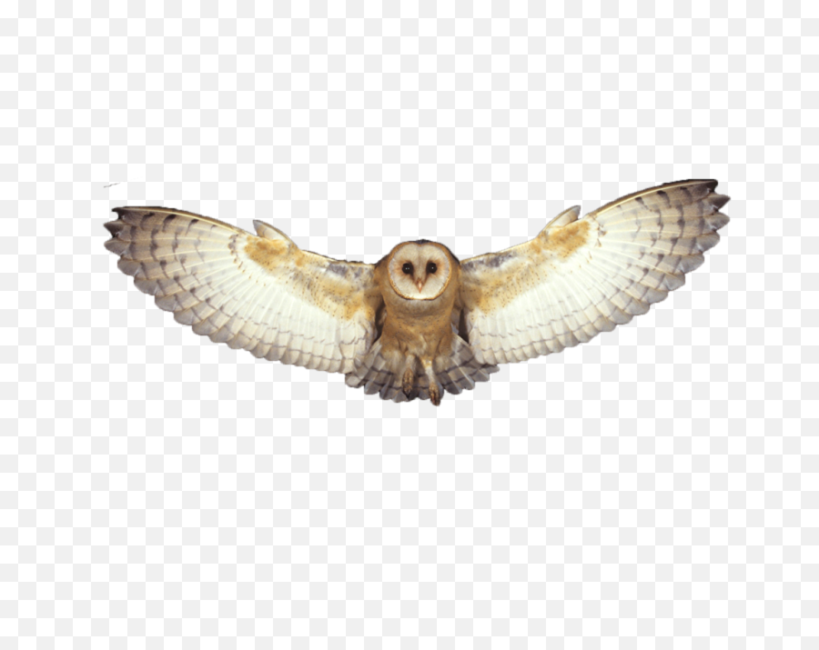 Download Barn Owl Png Photo - Transparent Background Flying Transparent Background Flying Owl Png,Owl Transparent Background
