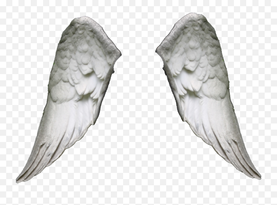 Gallery For Realistic Angel Wings Png - Pixiz Png,Realistic Angel Wings Png