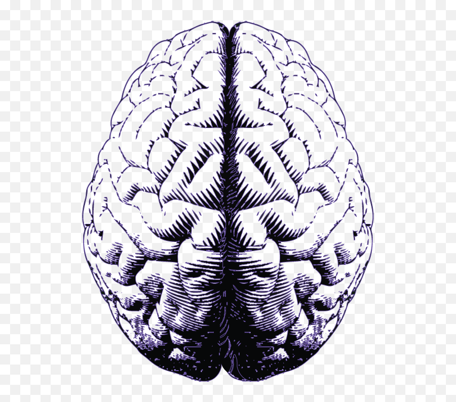 Purple Brain - Transparent Emotional Intelligence Png,Brain Transparent Image