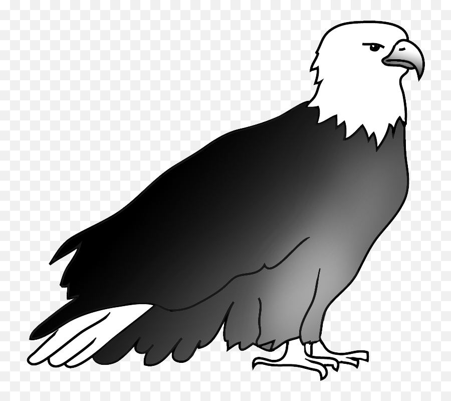 Bald Eagle Drawings - Bald Eagle Png,Bald Eagle Png