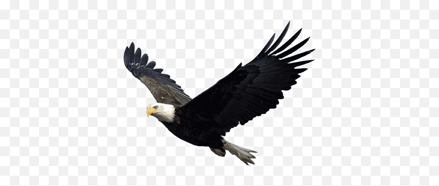 Eagle Transparent Png 2 Image - Png Of Eagle,Eagle Transparent Background