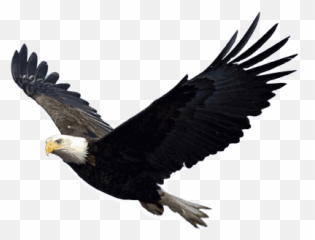 Eagle Transparent Png 2 Image - Of