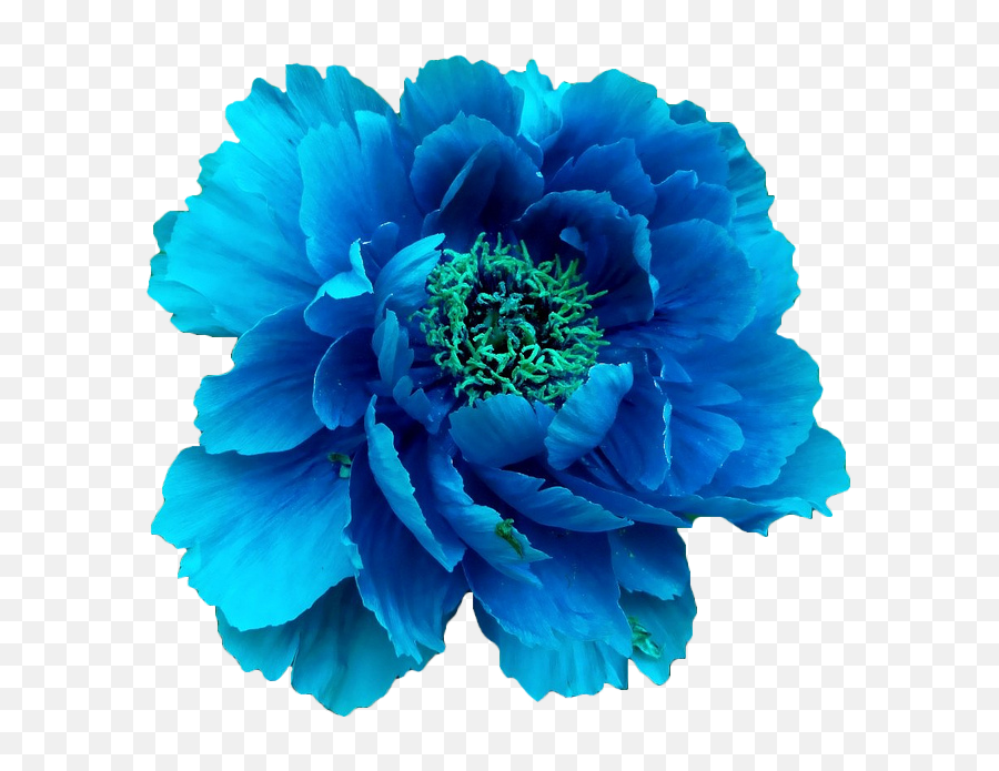 Pin - Real Blue Flowers Png,Peonies Png