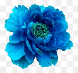 Pin - Real Blue Flowers Png,Peonies Png