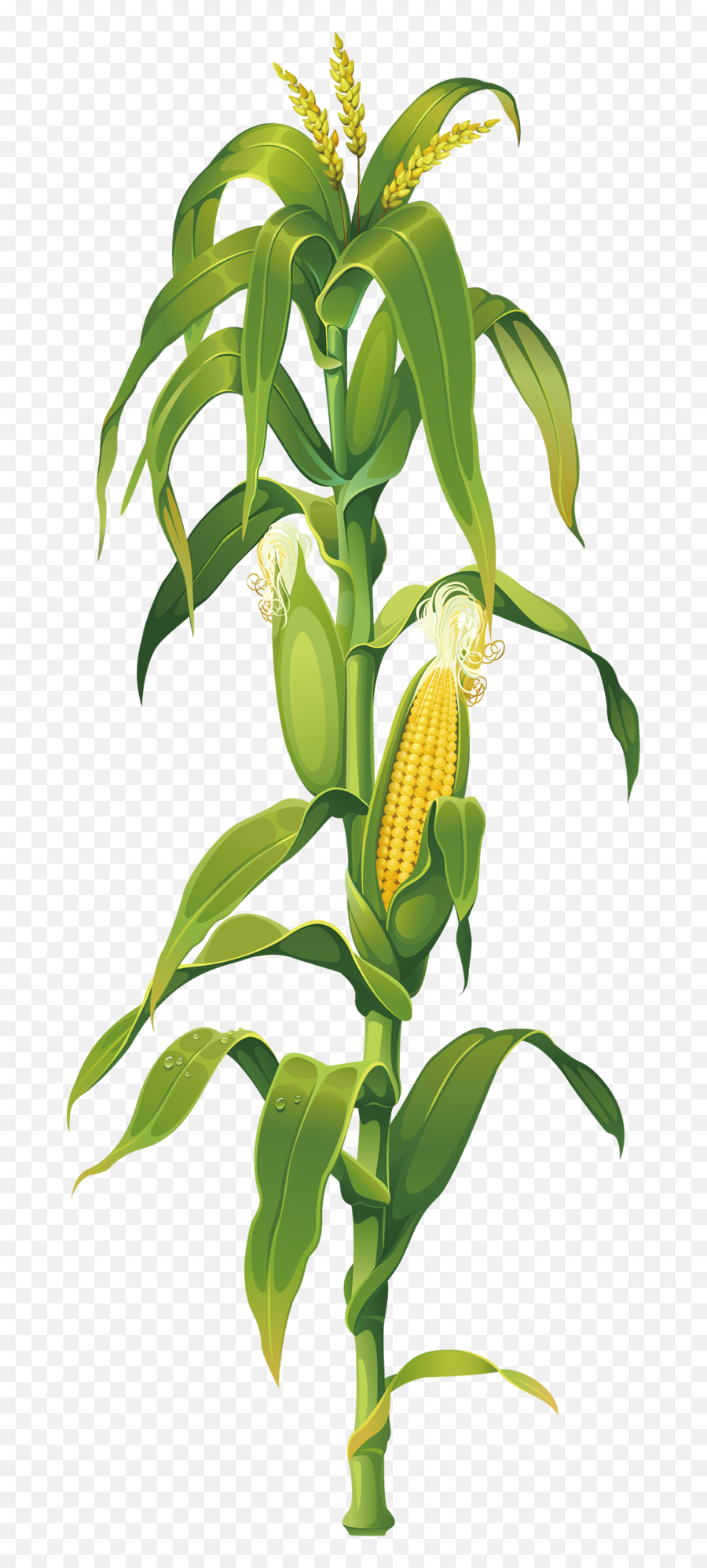 Maize Plant - Corn Stalk Png,Corn Cob Png