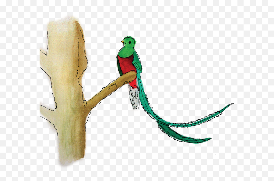 How To Find A Quetzal Like Pro - Resplendent Quetzal Transparent Png,Quetzalcoatl Png