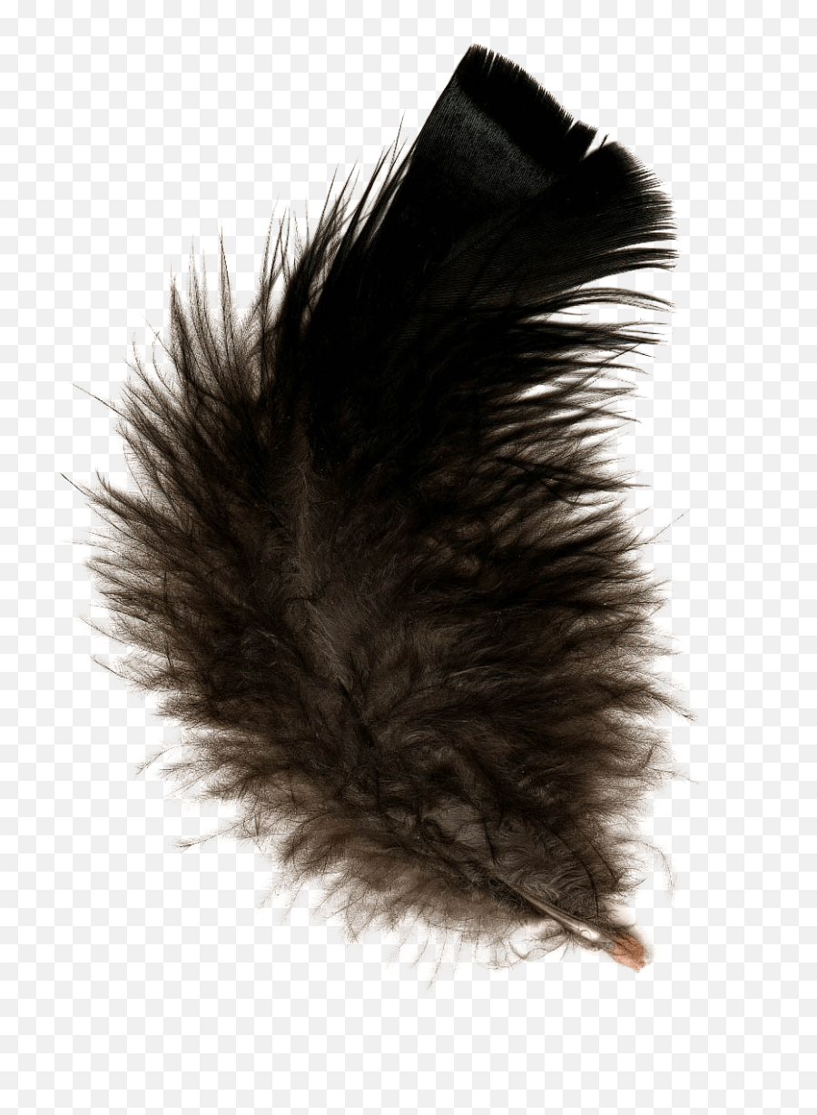 Feather Black Transparent Png - Black Feather Transparent Background,Black Feather Png