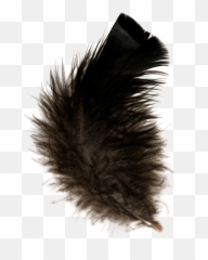 Feather Black Transparent Png - Black Feather Transparent Background,Black Feather Png