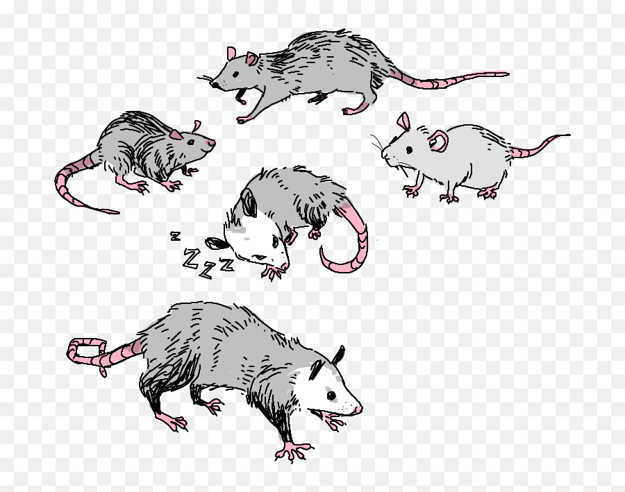 Possum Art Transparent Png