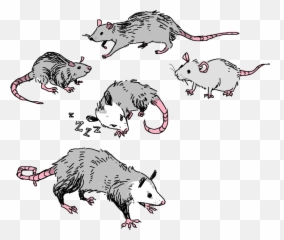 Possum Art Transparent Png