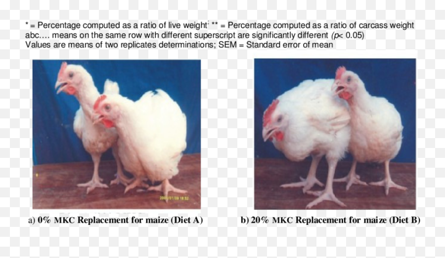 Carcass Characteristic Of The Broiler Chickens Fed - Chicken Fowl Png,Chickens Png