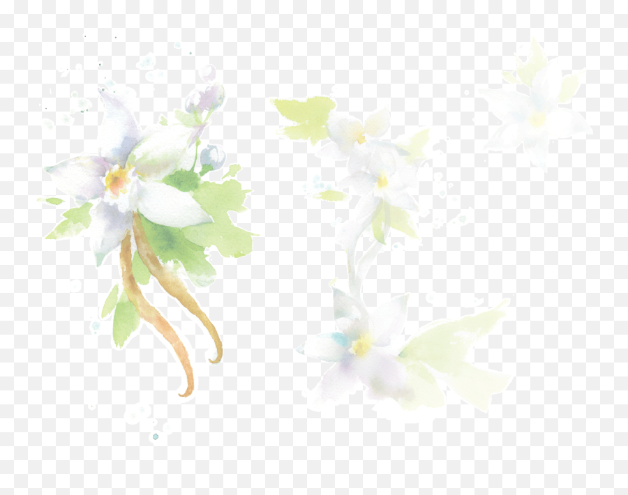 Vanilla Bean - Artificial Flower Png,Vanilla Bean Png