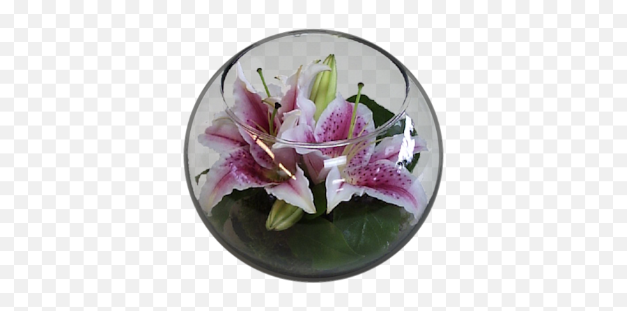 Index Of Userstbalzeflowerlily - Peruvian Lily Png,Lillies Png