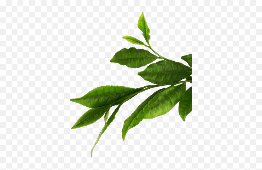 Transparent Leaf Green Tea - Tea Leaves Transparent Some By Mi Aha Bha Pha 30 Days Miracle Acne Clear Foam 100ml Png,Leaf Transparent Background