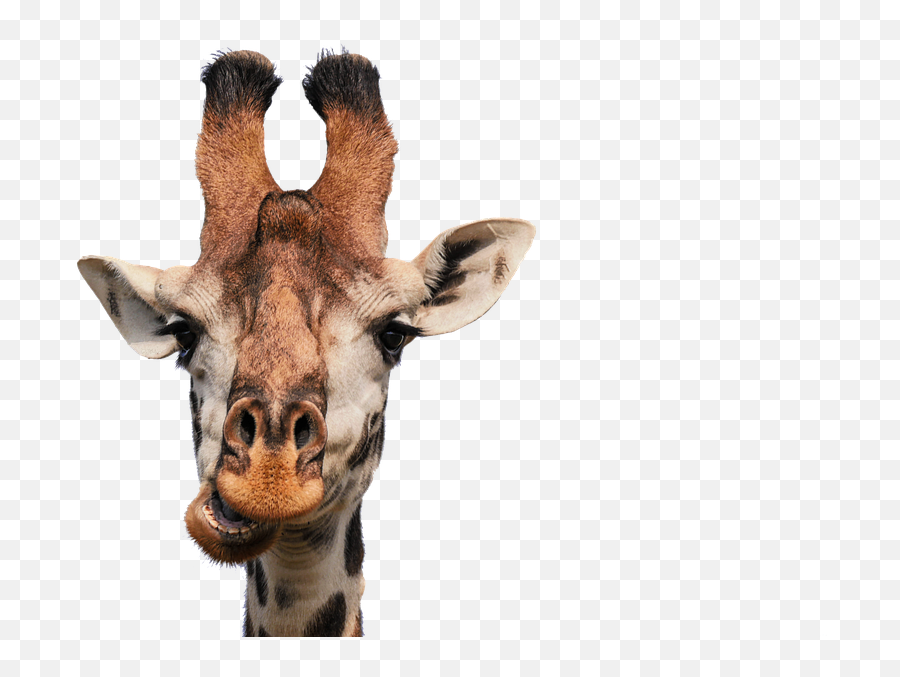 Giraffe Transparent Png Image - Get Well Soon Funny,Giraffe Transparent