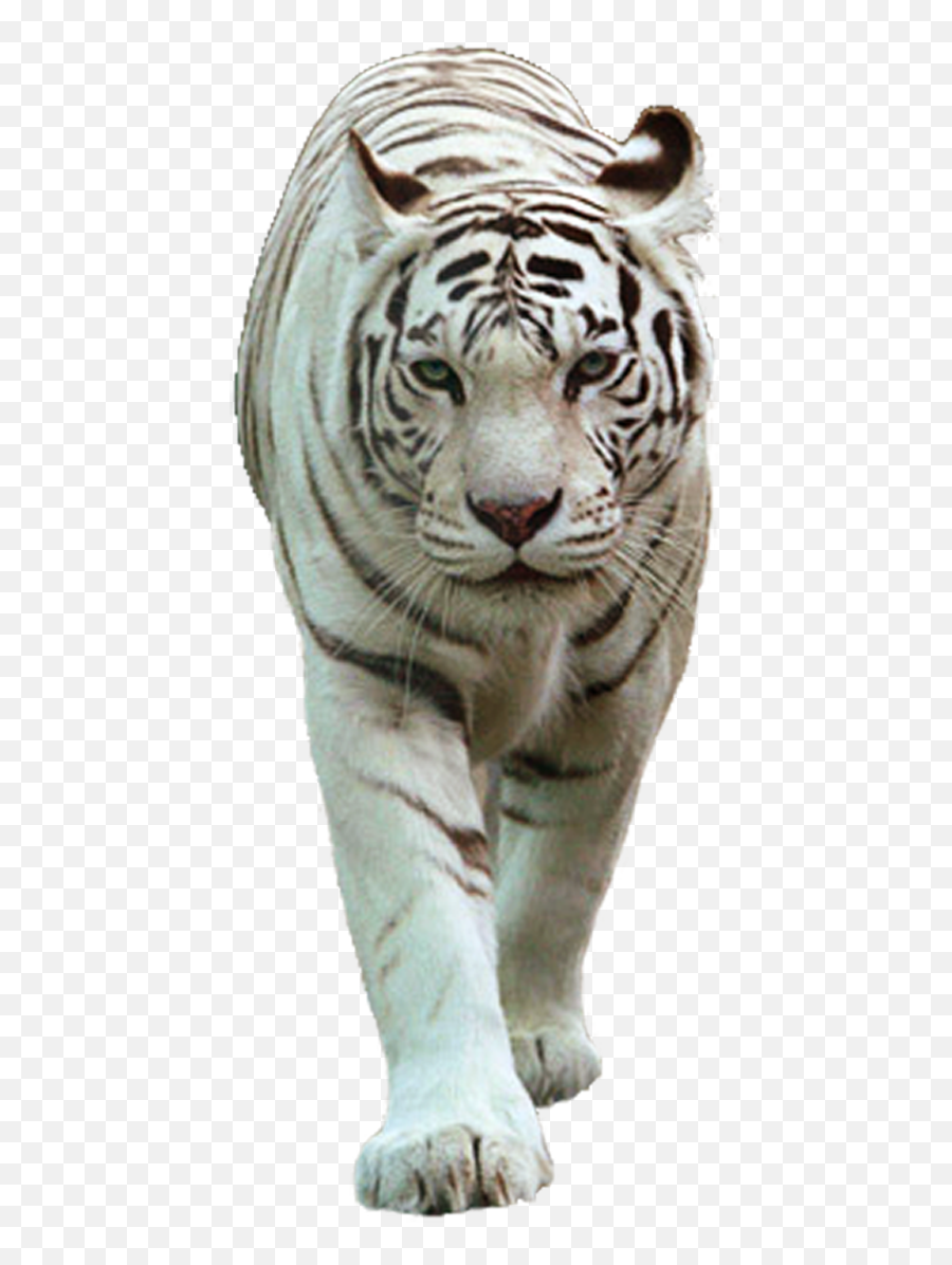 White Tiger Images Png - White Tiger Images Png,White Tiger Png