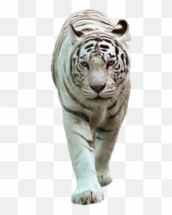 White Tiger Images Png - White Tiger Images Png,White Tiger Png