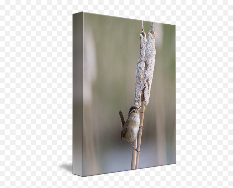 Marsh Wren - Picture Frame Png,Cat Tail Transparent