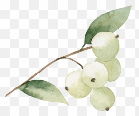 About Dr Gisler U2014 Melanie Do Faao - Portable Network Graphics Png,Mistletoe Transparent
