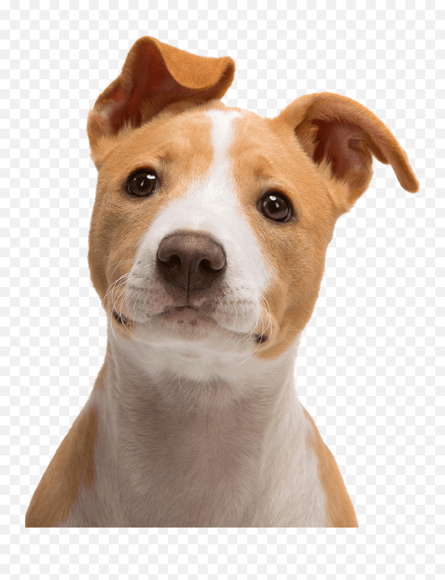 Jack Russell Terrier Bull Puppy - Transparent Dog Face Png,Doge Transparent