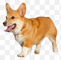 Corgi Transparent Png - Transparent Pembroke Welsh Corgi Png,Corgi Transparent