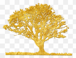 I Finished My Spanish Thanks You - Argan Gold On Trees png