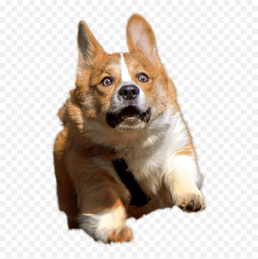 Corgi Clipart Transparent Background - Corgi Png,Pug Transparent Background