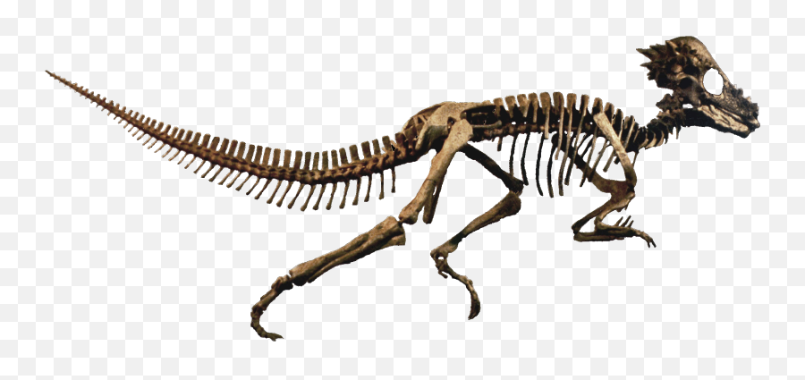 Hd Dinosaur Skull Png Transparent - Dinosaur Fossils Png,Dinosaur Skull Png